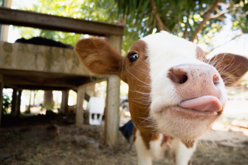 एक गाय ने कैमरे पर अपनी जीभ बाहर निकाली, गाय की तस्वीरें