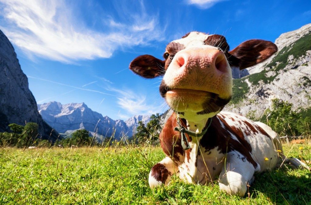 krava v poli, kravské fotografie