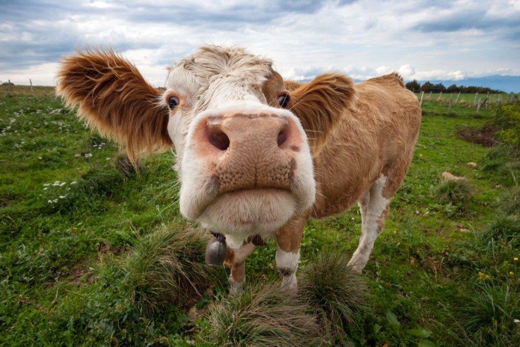 vaca orelha grande, fotos de vacas