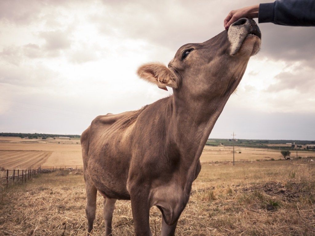 vaca sendo animal de estimação na cabeça, fotos de vacas