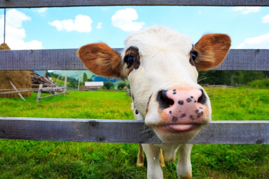 krava pozerajúca cez plot, kravské fotografie