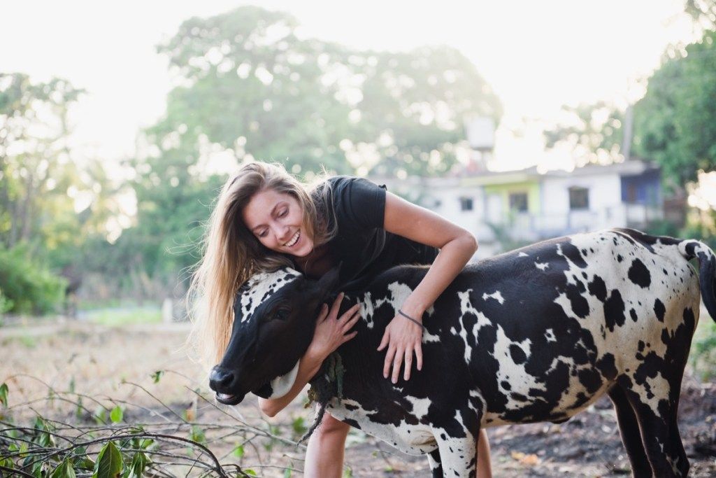 vaca recebendo um abraço, fotos de vacas
