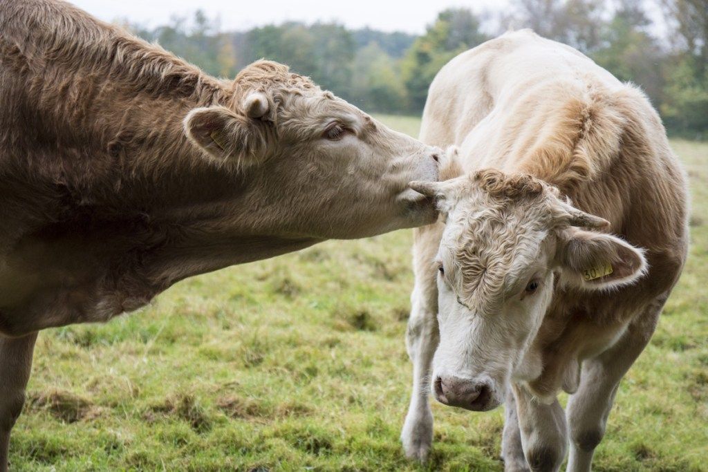 28 lehmäkuvaa, jotka ovat liian ihastuttavia sanoille