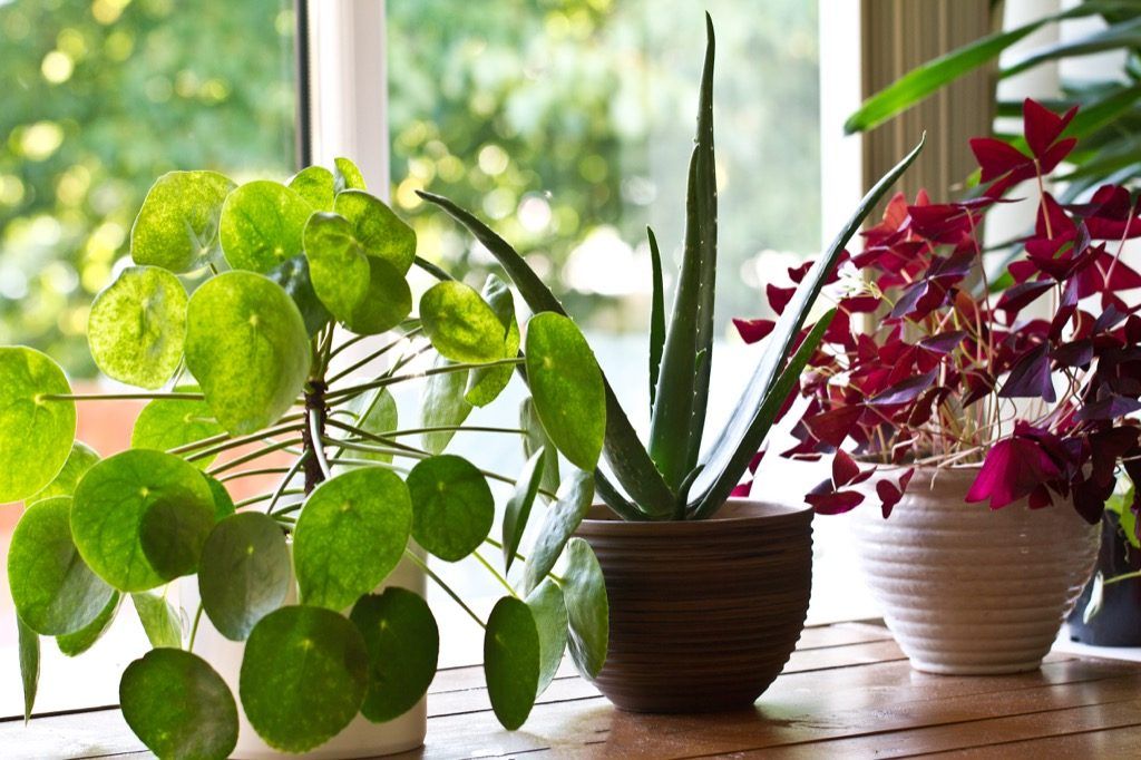plantes de casa, respectuoses amb el medi ambient