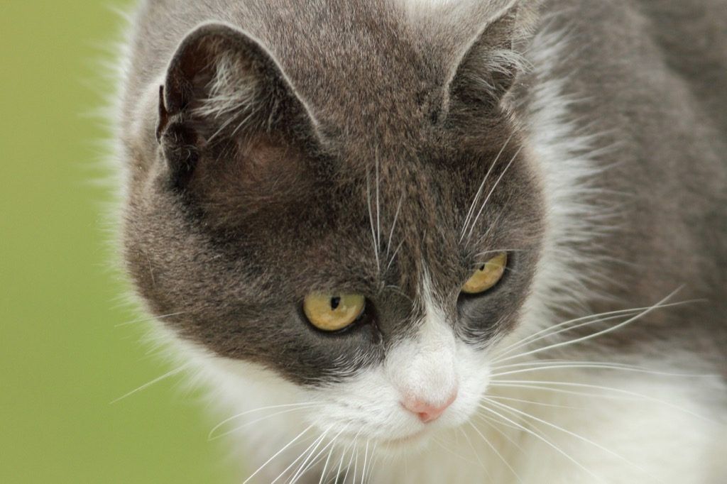 котките използват своите мустаци за навигация в тесни пространства
