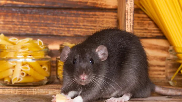 Ich bin ein Heimwerker-Experte und verwende diesen einfachen Trick, um Ratten für immer fernzuhalten