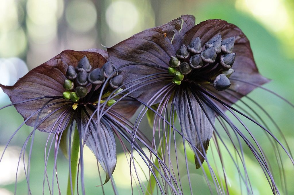 Flores de morcego preto plantas aterrorizantes
