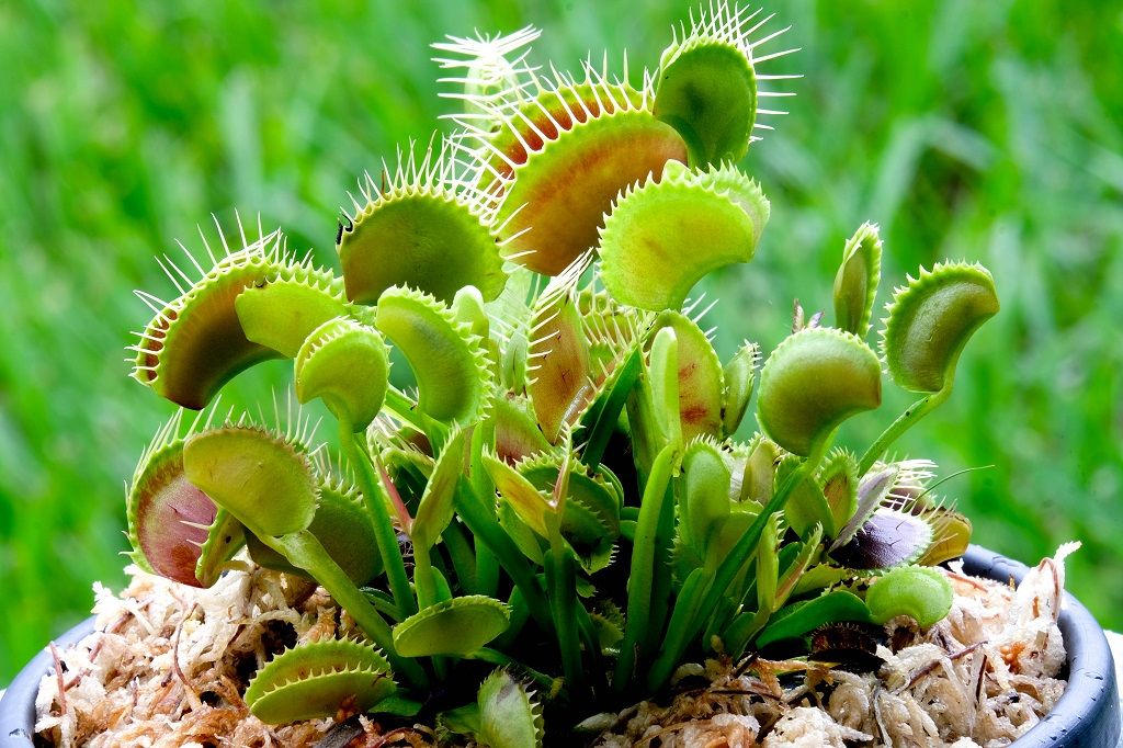 Τρομακτικά φυτά Venus Flytrap