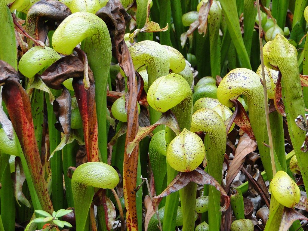 Cobra Plant desivé rastliny