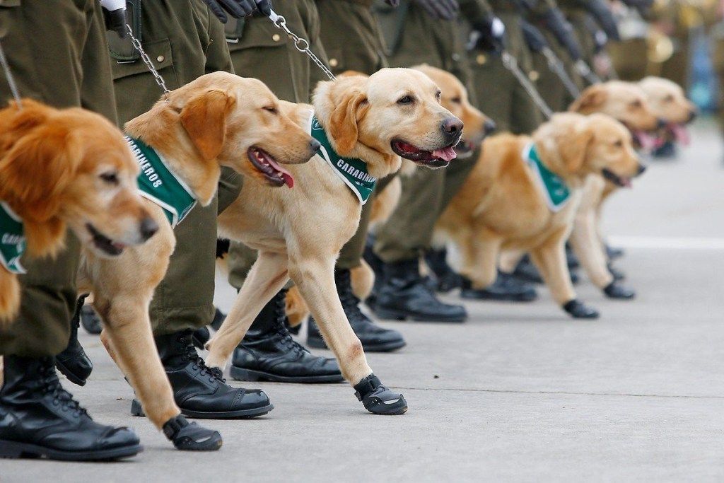 Cães militares chilenos adoráveis ​​animais policiais