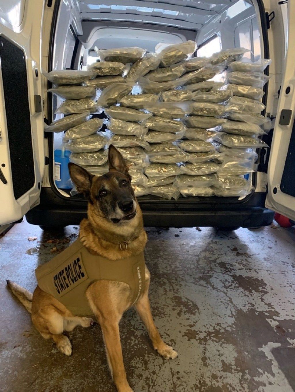 Anjing menggemaskan mengendus narkoba rhode island hewan polisi yang menggemaskan