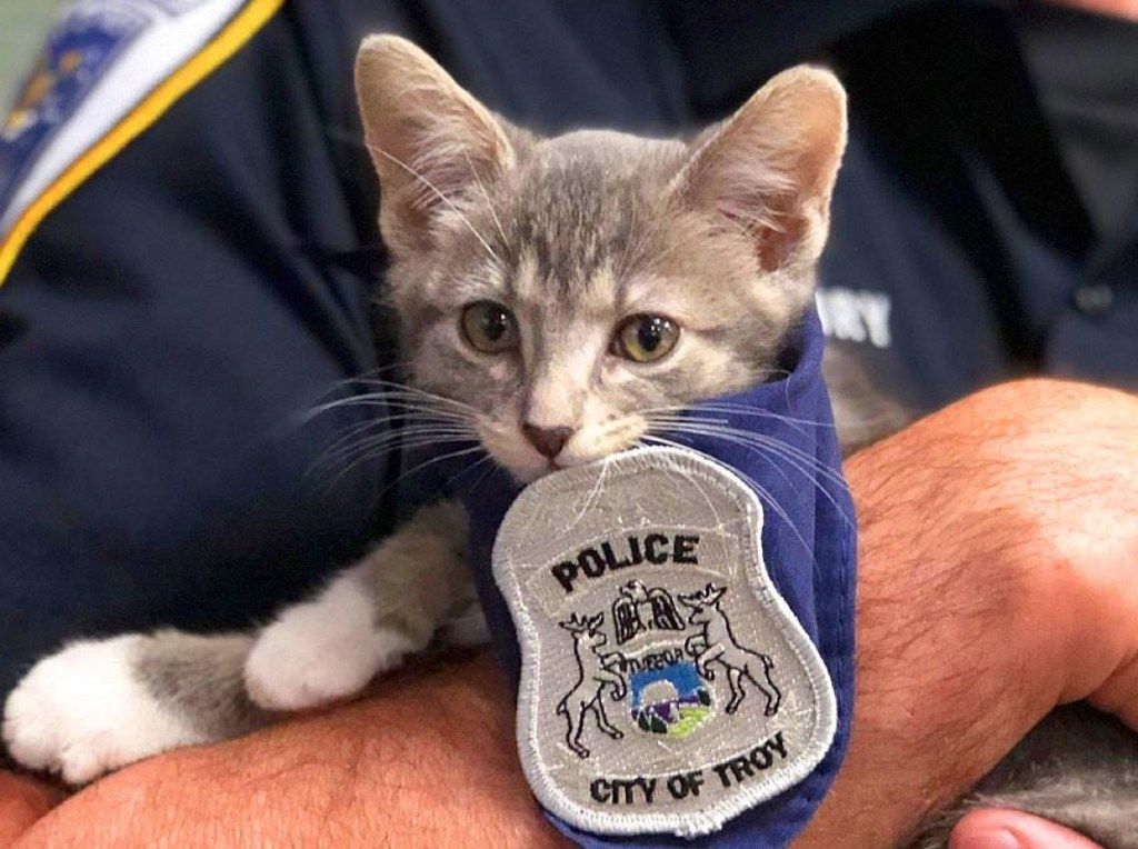Pawfficer Donuts adorables animales policiales