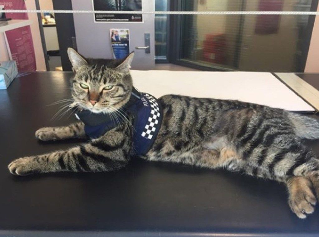 Snickers the Police Cat adorables animaux de la police