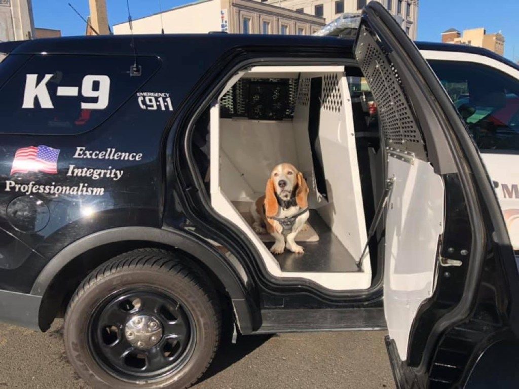 Baxter Connecticut urocze zwierzaki policyjne