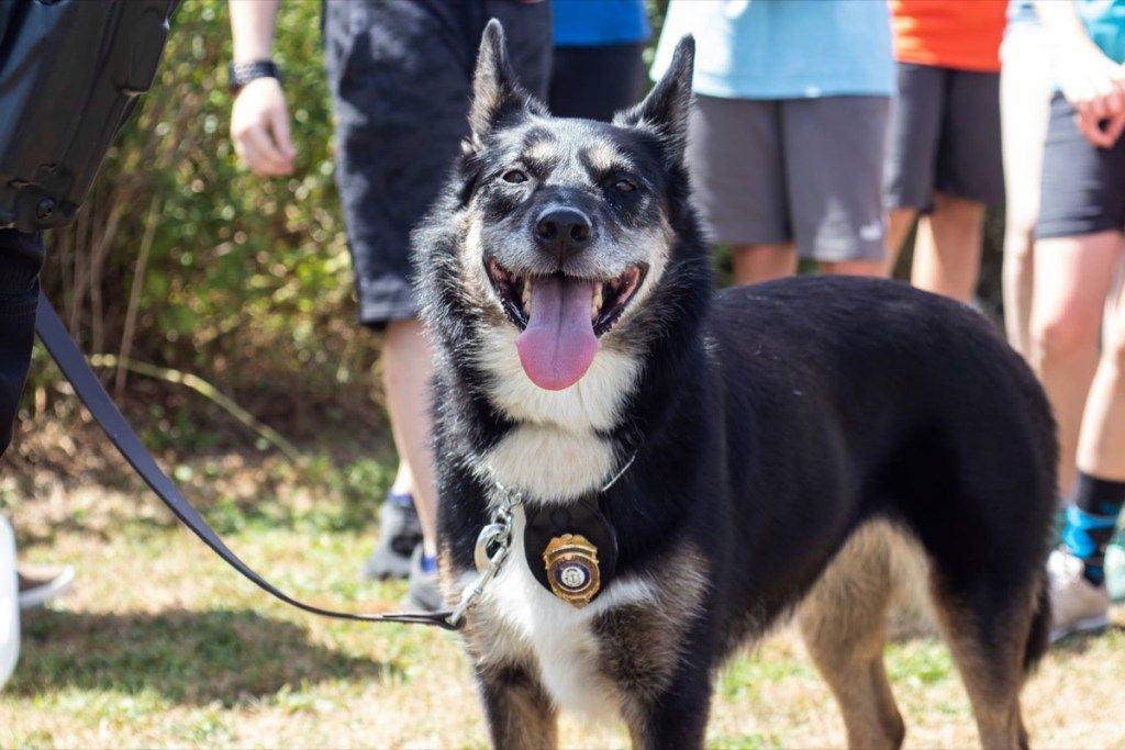 Ruby Rhode Island Eyalet Polisi sevimli polis hayvanları