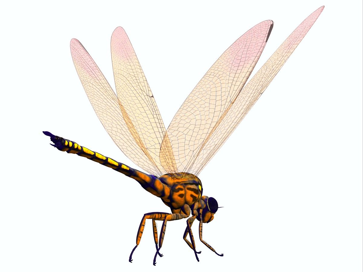 Meganeura Dragonfly Tail 3D illustratsioon - Meganeura oli ülisuur kiskjaliste putukate putukas, kes elas karbonatsiooniperioodil Prantsusmaal ja Inglismaal
