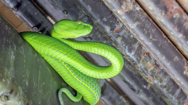   Spilgti zaļa čūska mājas spraugā.