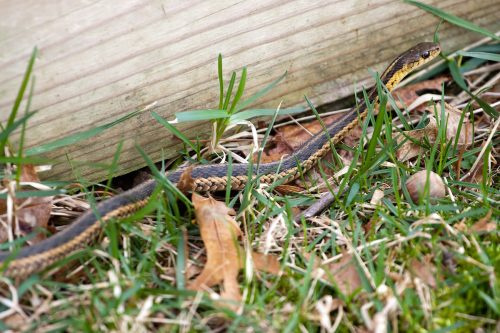   Melna un dzeltena Ziemeļamerikas prievīte čūska, kas slīd pa zaļo zāli.