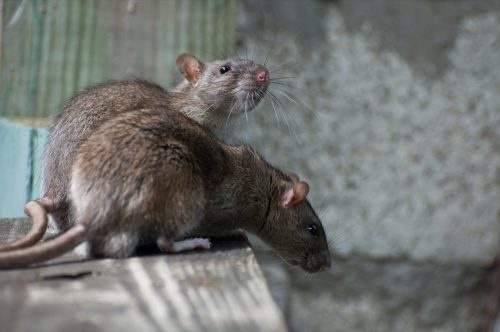   divas peles mājā sarunājas viena ar otru