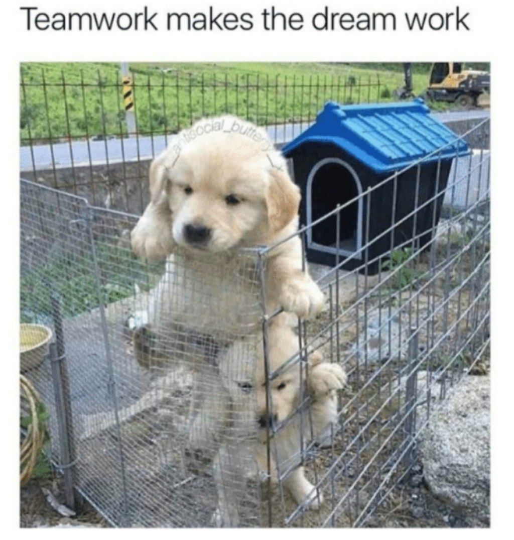 mielų šunų komandinio darbo memas