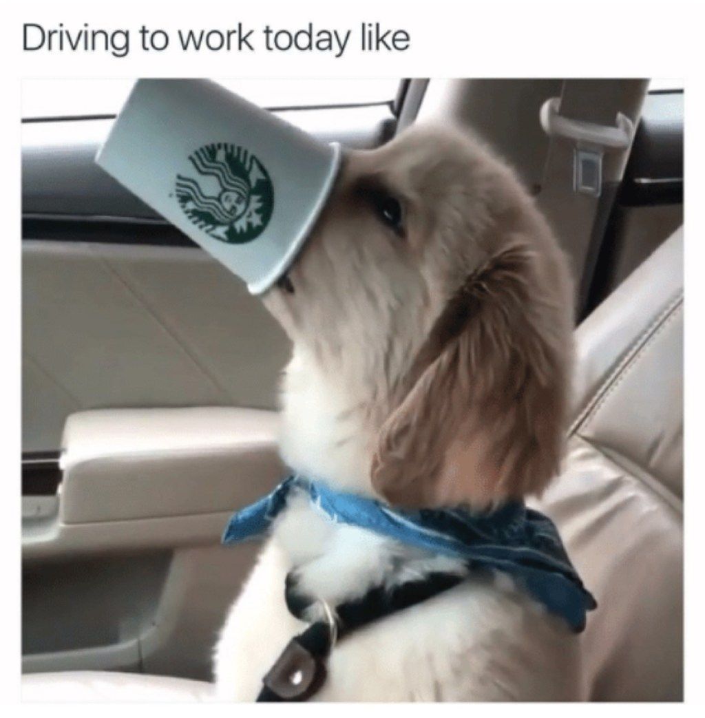 כלב בדרך לעבודה גביע סטארבקס ממים לעבודה מצחיקה