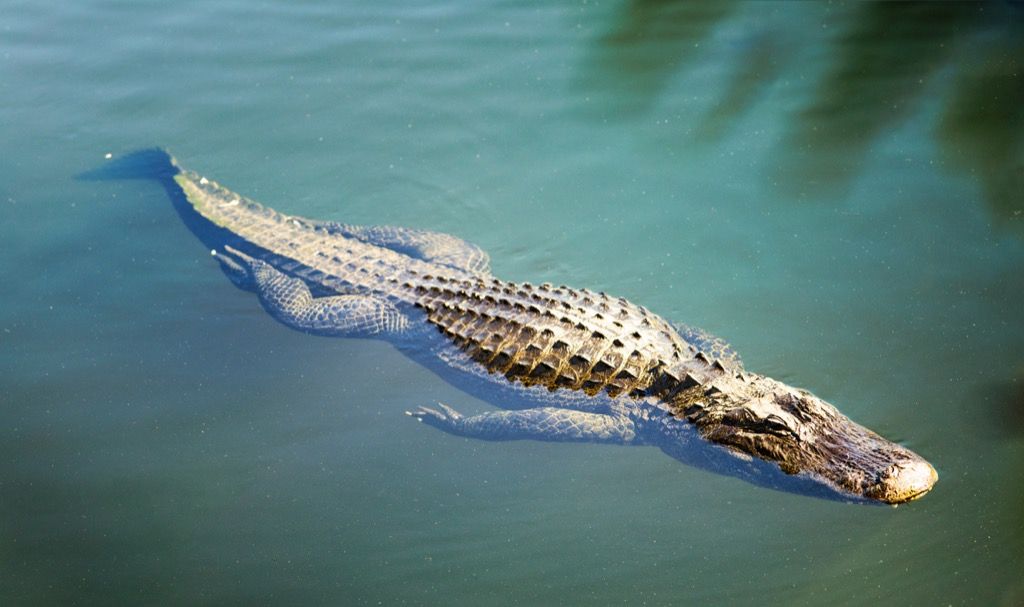 Plávajúci krokodíl