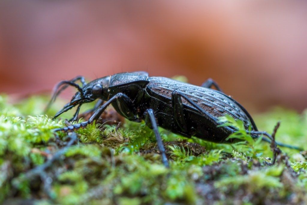 bille som kryper på en tømmerstokk