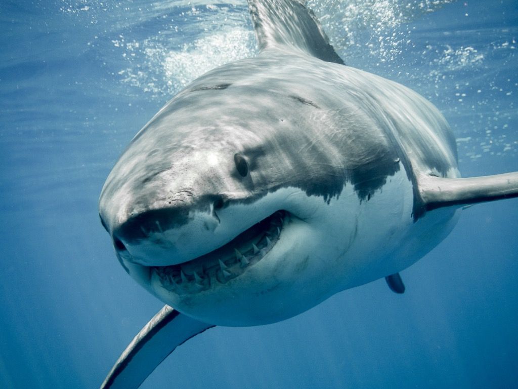 cápa mosolyogva 30 dolog, ami nehezebb, mint bejutni Harvardba