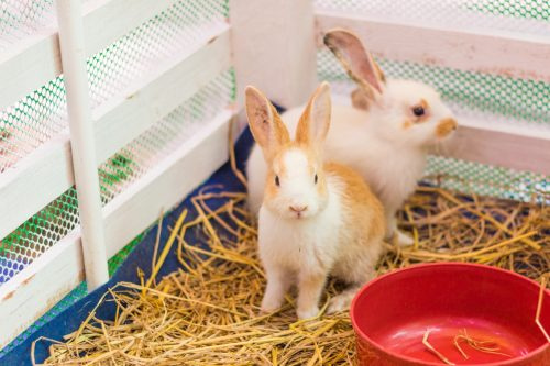   dos conejos dentro de una jaula