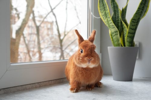   Conejo parado en el alféizar de la ventana