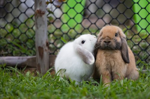   dos conejos afuera