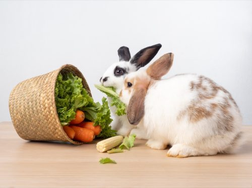   Dos conejos comiendo de una cesta