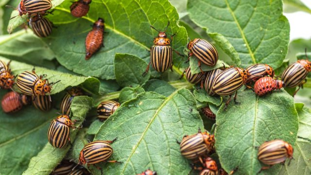 Pasak ekspertų, 5 pavojingiausi vabzdžiai, kurių šį rudenį reikia vengti