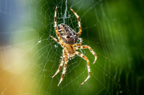   Mạng xây dựng mạng nhện