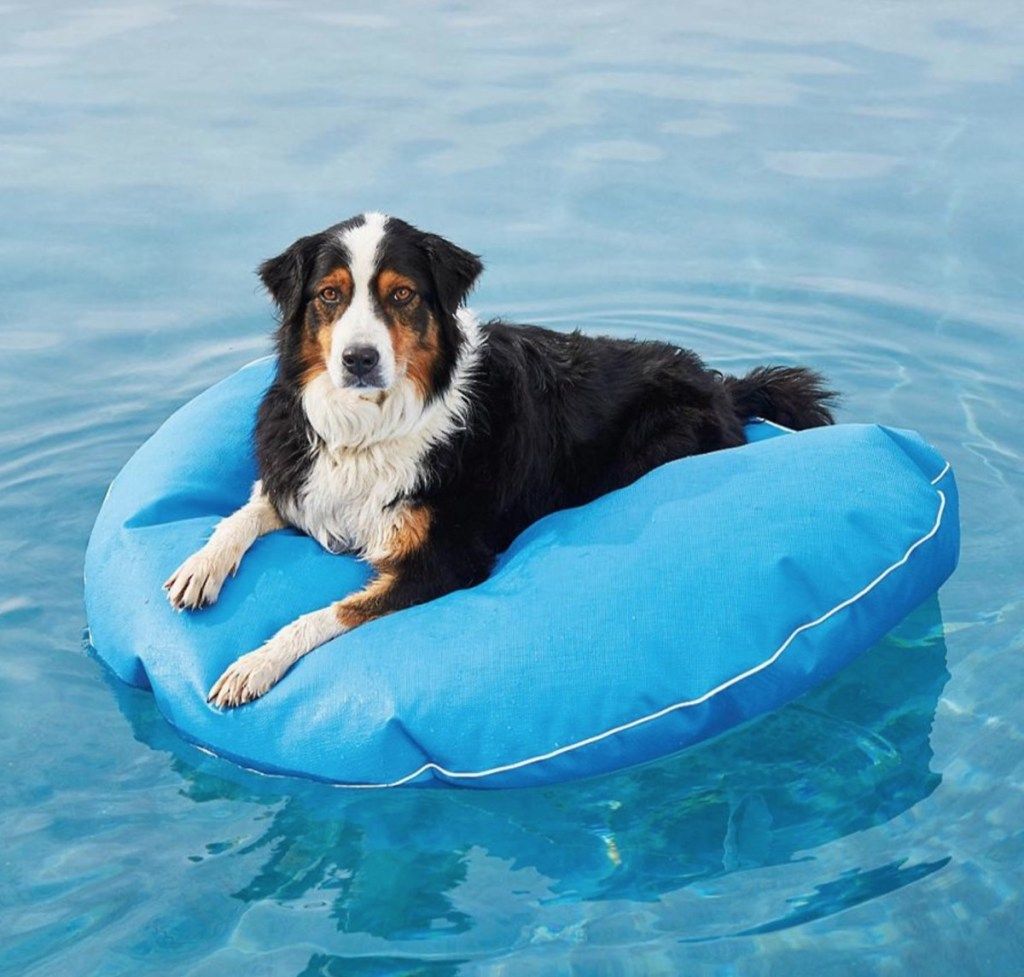 Frontgate Dog Pool Float Verano Accesorios para mascotas