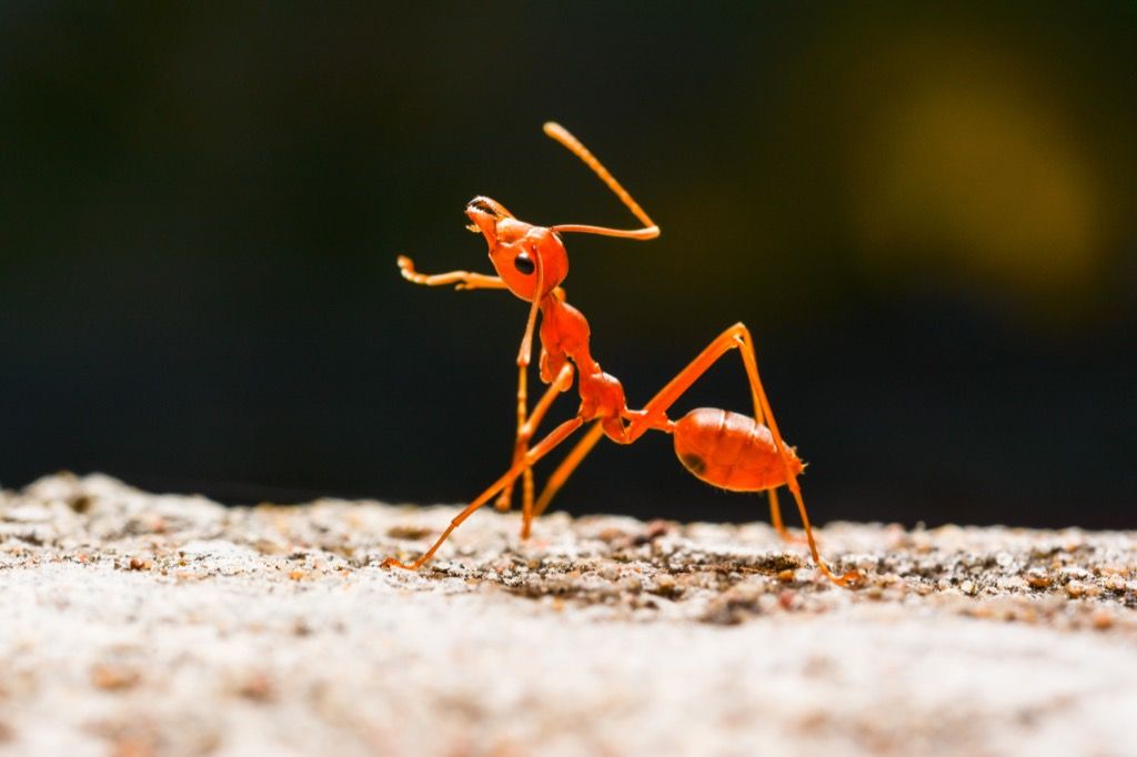 Röda myra fantastiska fakta