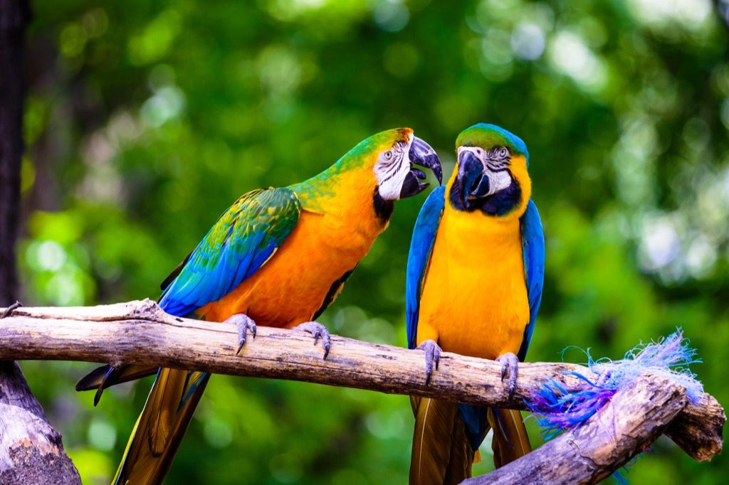 Dva papagáje mimo úžasné fakty