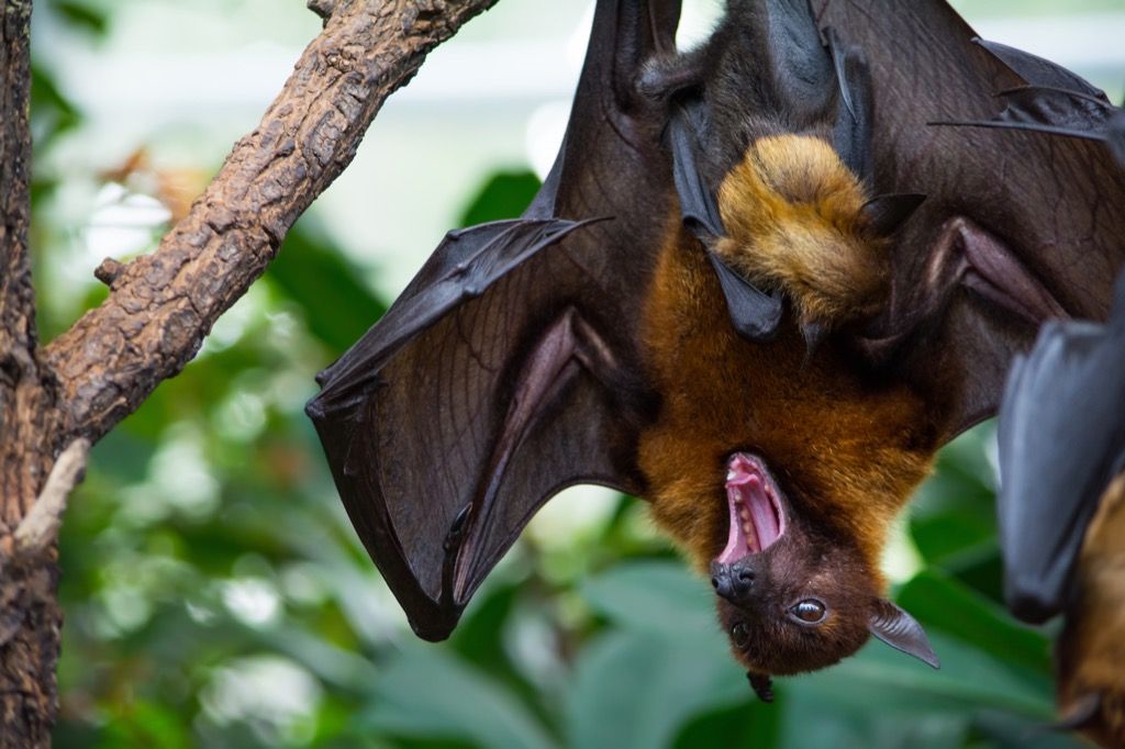 Datos asombrosos del murciélago de la fruta