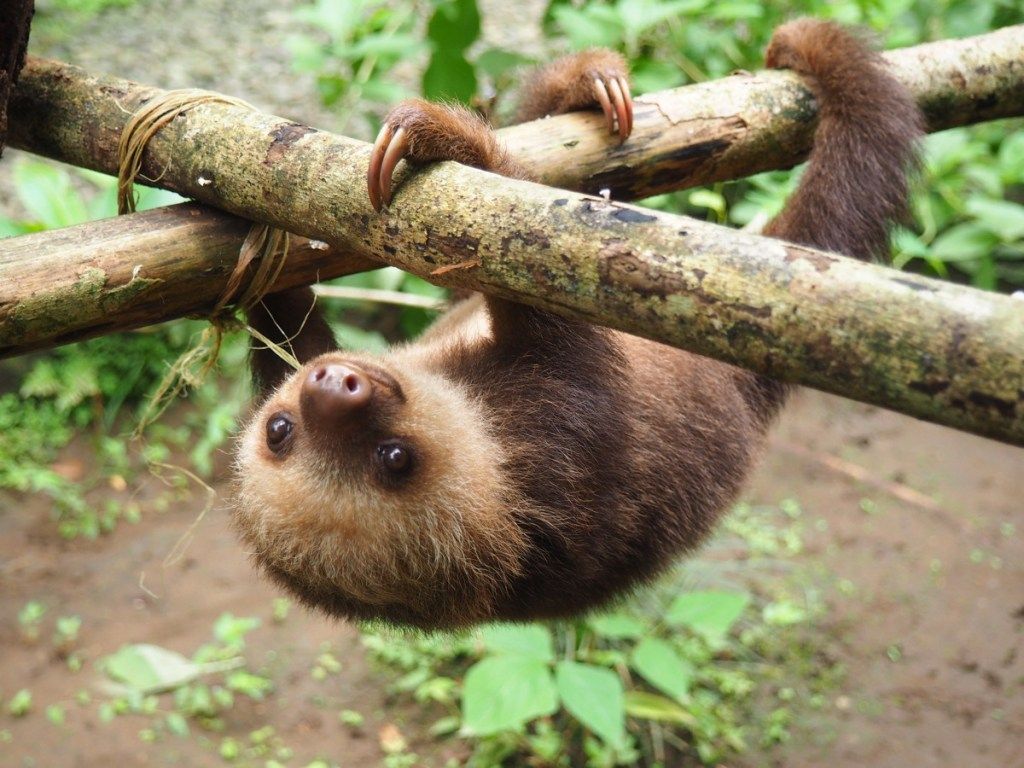 Baby sloth - Gambar