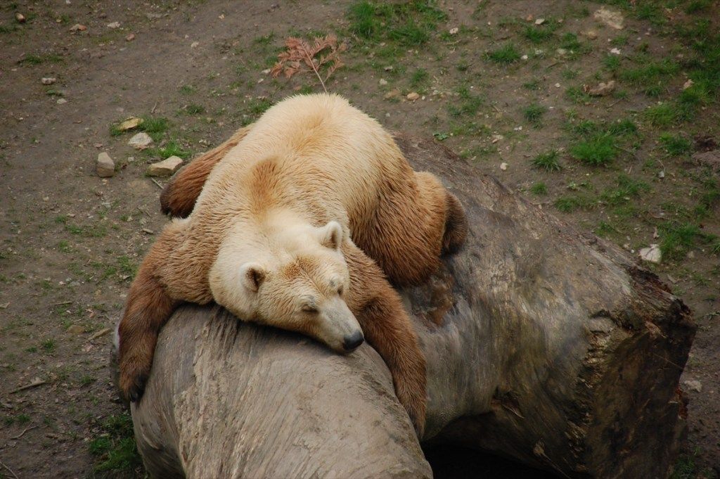 хибридна мечка зоопарк - Изображение гризли и бяла мечка