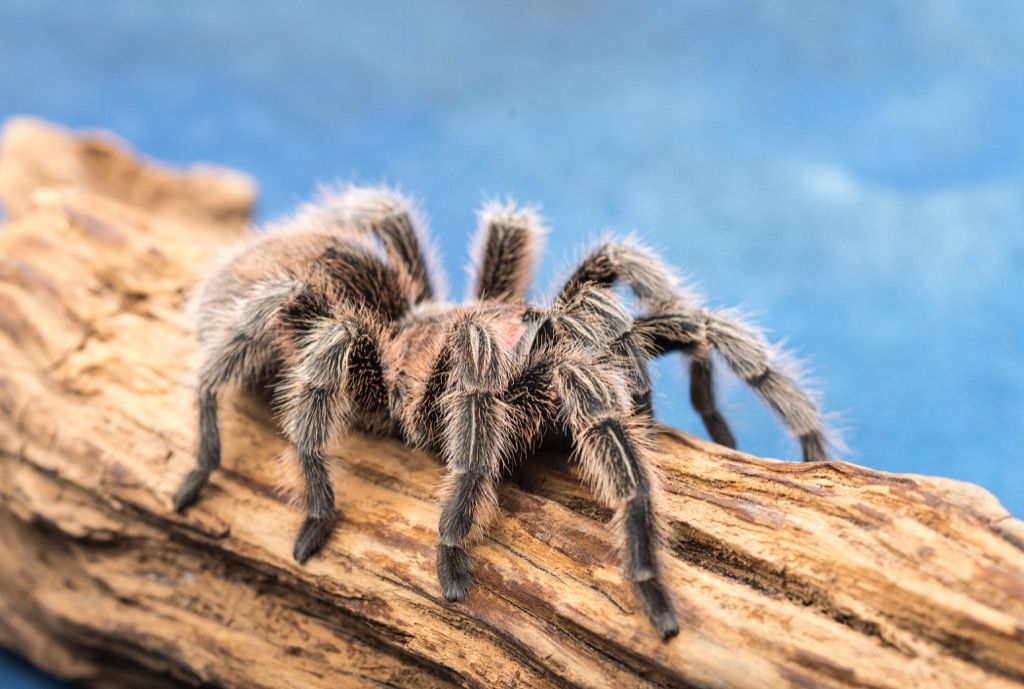 Růžové vlasy tarantule pavouk úžasná fakta
