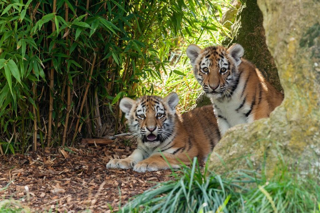 tygří mláďata prezidentské domácí mazlíčky