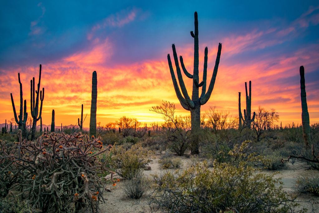 Destinations magiques du parc national de Saguaro en Arizona