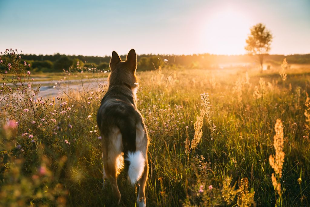 pies patrząc na zachód słońca - psie kalambury