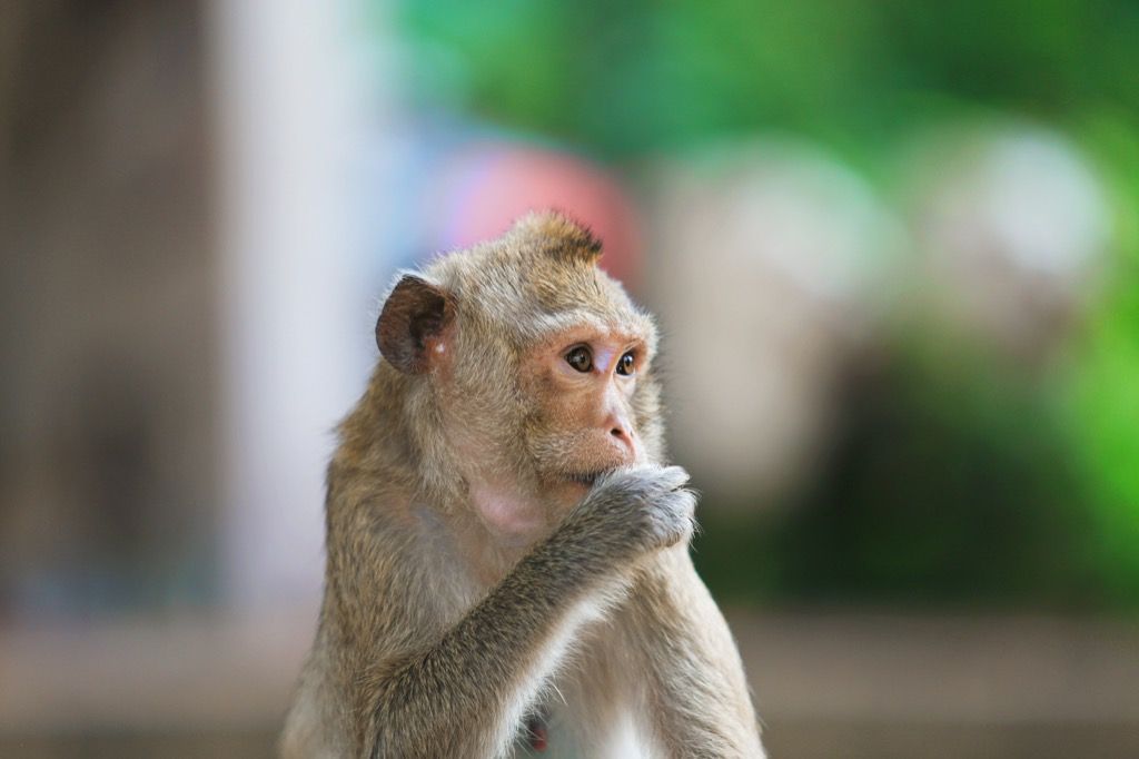 Интересные факты об обезьянах
