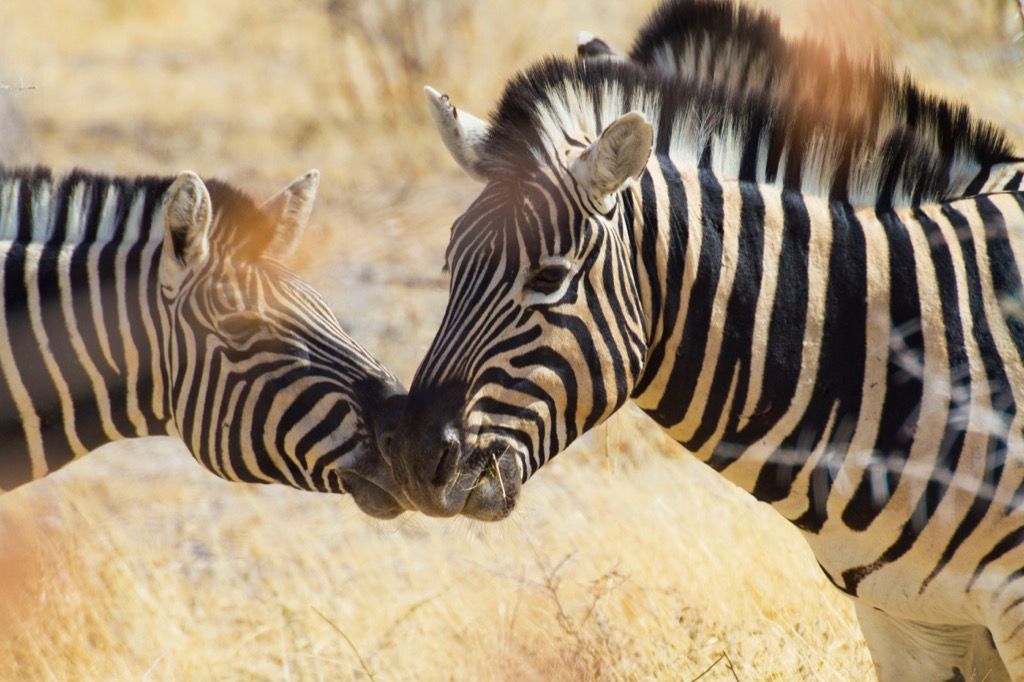 африка кения зебри