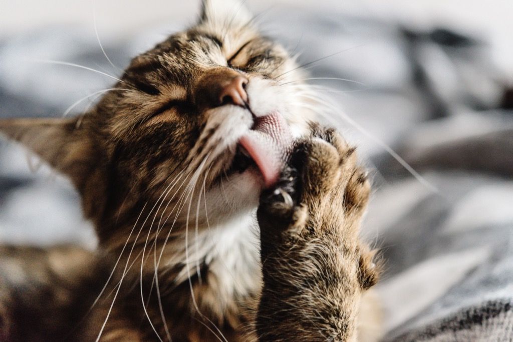 Cat grooming seg fantastiske fakta