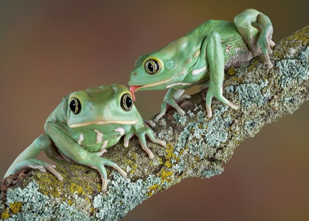 voščene drevesne žabe poljubljajo živali v ljubezni