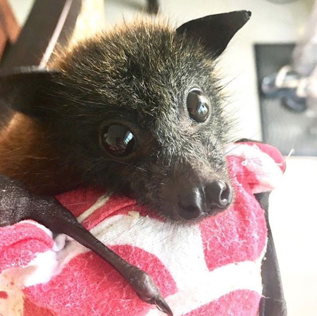lindo bebé murciélago