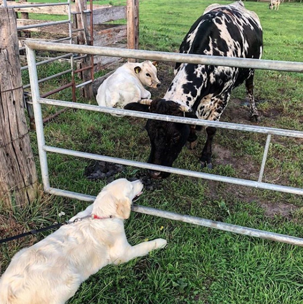 el perro y la vaca son amigos